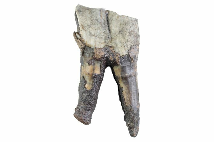 Fossil Woolly Rhino (Coelodonta) Partial Tooth - Siberia #370958